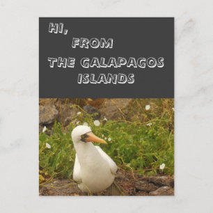 Vögel der Galapagos-Inseln>Karten und Aufkleber Postkarte