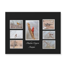 Vögel der Madera Canyon Arizona