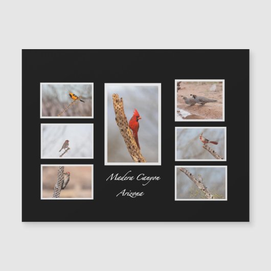 Vögel der Madera Canyon Arizona Magnetkarte (Vorderseite)