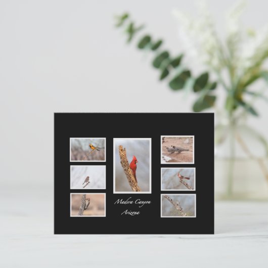 Vögel der Madera Canyon Arizona Postkarte (Stehend Vorderseite)