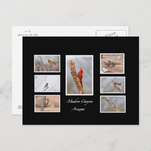 Vögel der Madera Canyon Arizona Postkarte (Vorne/Hinten)