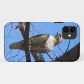 Vogel der Prey iPhone 5 Fall Case-Mate iPhone Hülle (Rückseite (Horizontal))
