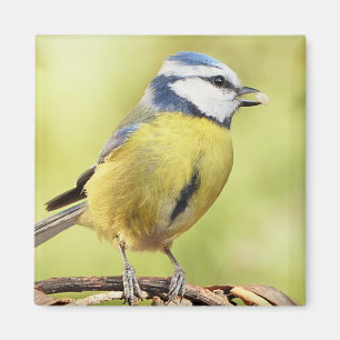Vogel des blauen Tit Magnet