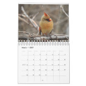 Vögel des Carolinas Kalender (Mär 2027)