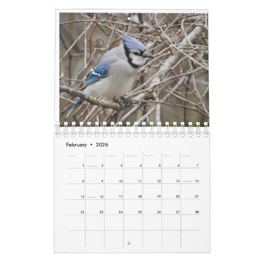 Vögel des Carolinas Kalender (Feb 2026)