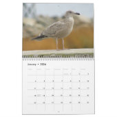 Vögel des Kalenders Ost-Vereinigte Staaten Kalender (Jan 2026)