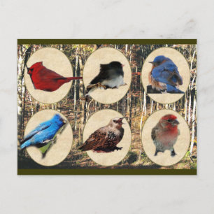 Vögel des Mittleren Tennessees Postkarte