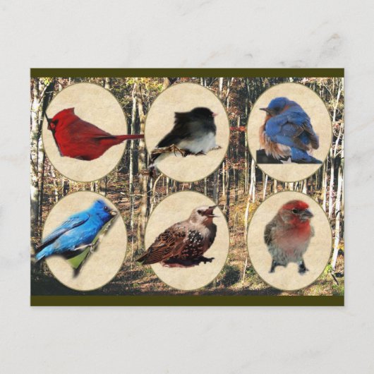 Vögel des Mittleren Tennessees Postkarte (Vorderseite)