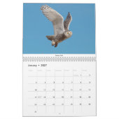 Vögel des Nordostens Kalender (Jan 2027)