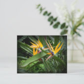 Vögel des Paradieses Postkarte (Stehend Vorderseite)
