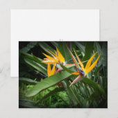Vögel des Paradieses Postkarte (Vorne/Hinten)