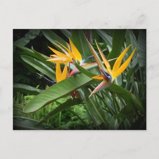 Vögel des Paradieses Postkarte (Vorderseite)