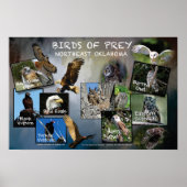 Vögel des Prey Poster 19v2 (Vorne)