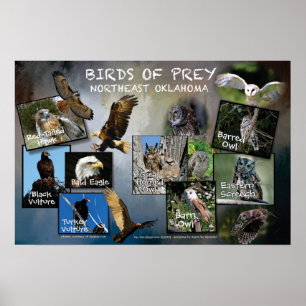 Vögel des Prey Poster 19v2
