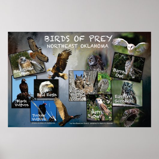 Vögel des Prey Poster 19v2 (Vorne)