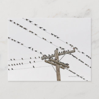 Vögel, die an Drähten befestigt sind Postkarte