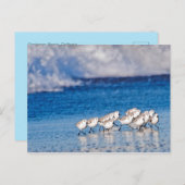 Vögel, die entlang den Wellen am Strand laufen Postkarte (Vorne/Hinten)