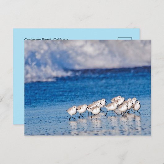 Vögel, die entlang den Wellen am Strand laufen Postkarte (Vorne/Hinten)