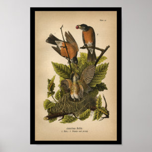 Vogel-Druck-Amerikaner 1890 Robin Poster