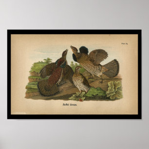 Vogel-Druck getrumpftes Waldhuhn 1890 Poster