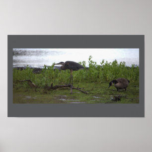 Vögel durch das Wasserplakat Poster