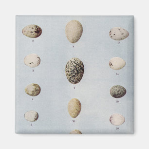 Vogel Eggs Vintage Naturgeschichte der Platten-B Magnet