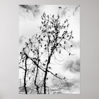 Vögel einer Feder Poster