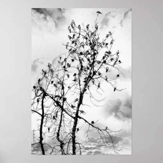 Vögel einer Feder Poster (Vorne)