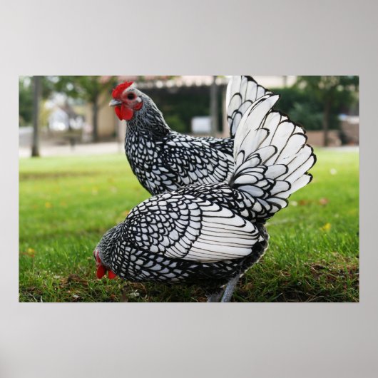 "Vögel einer Feder" Poster (Vorne)