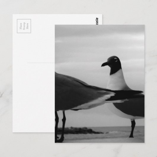 Vögel einer Feder Postkarte (Vorne/Hinten)