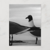 Vögel einer Feder Postkarte (Vorderseite)