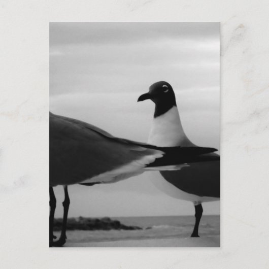 Vögel einer Feder Postkarte (Vorderseite)