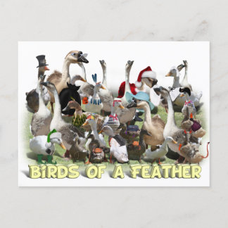 Vögel einer Feder Postkarte