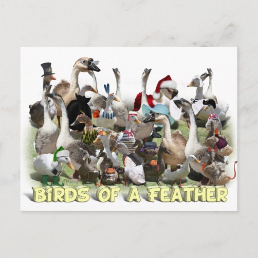 Vögel einer Feder Postkarte (Vorderseite)