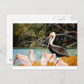 Vögel einer Feder Postkarte (Vorne/Hinten)