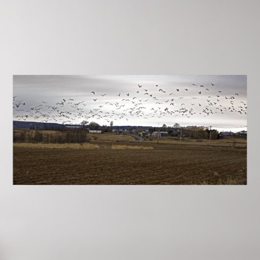 Vögel eines Feather Flock - Kunstdruck Poster (Vorne)