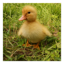 Vogel, Ente, Entlein, gelb, Natur, süß, Baby,