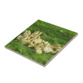 Vögel, Enten, Enten, Enten, Gelb, Natur, niedlich, Fliese (Seite)