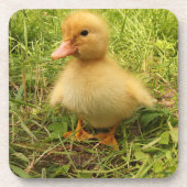 Vögel, Enten, Enten, Enten, Gelb, Natur, niedlich, Getränkeuntersetzer (Vorderseite)