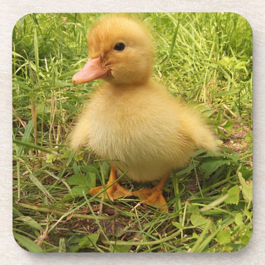 Vögel, Enten, Enten, Enten, Gelb, Natur, niedlich, Getränkeuntersetzer (Vorderseite)