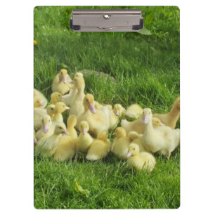 Vögel, Enten, Enten, Enten, Gelb, Natur, niedlich, Klemmbrett