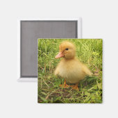 Vögel, Enten, Enten, Enten, Gelb, Natur, niedlich, Magnet (Vorderseite/Rückseite)