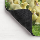 Vögel, Enten, Enten, Enten, Gelb, Natur, niedlich, Mousepad (Ecke)