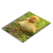 Vögel, Enten, Enten, Enten, Gelb, Natur, niedlich, Notizblock (Linke Seite)