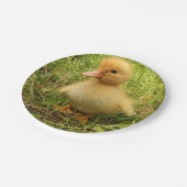 Vögel, Enten, Enten, Enten, Gelb, Natur, niedlich, Pappteller (Schrägansicht)