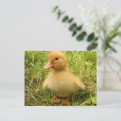 Vögel, Enten, Enten, Enten, Gelb, Natur, niedlich, Postkarte (Stehend Vorderseite)