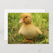 Vögel, Enten, Enten, Enten, Gelb, Natur, niedlich, Postkarte (Vorne/Hinten)