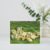 Vögel, Enten, Enten, Enten, Gelb, Natur, niedlich, Postkarte (Stehend Vorderseite)