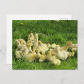 Vögel, Enten, Enten, Enten, Gelb, Natur, niedlich, Postkarte (Vorne/Hinten)