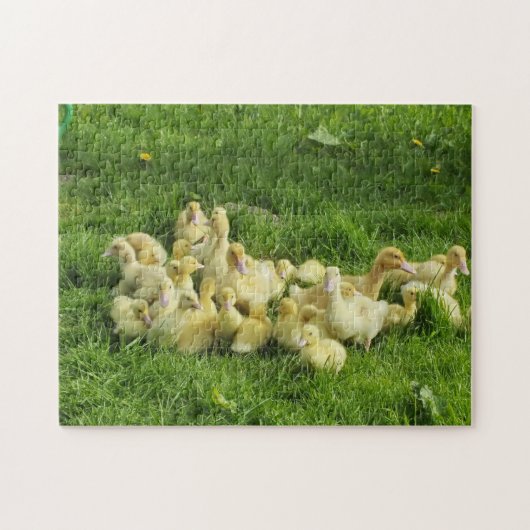 Vögel, Enten, Enten, Enten, Gelb, Natur, niedlich, Puzzle (Horizontal)